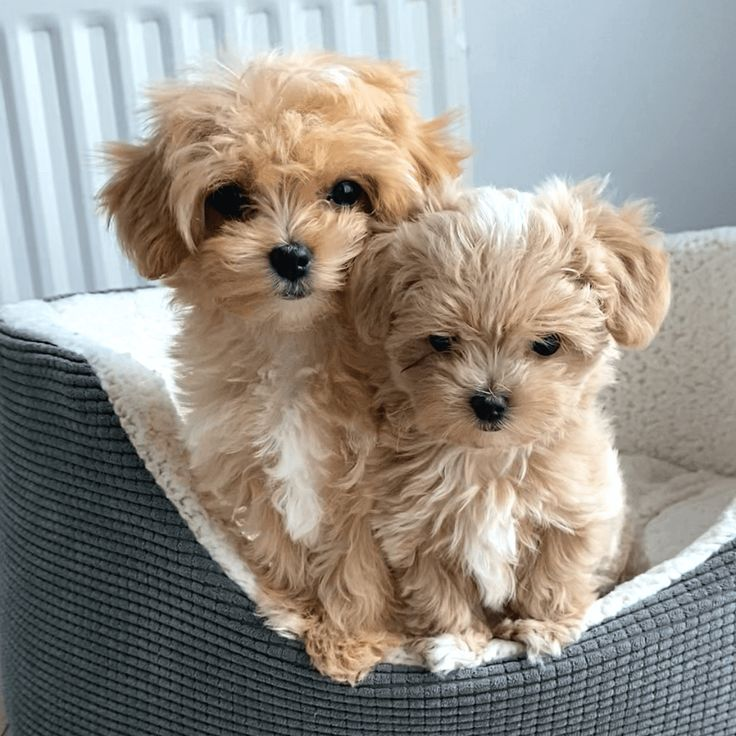 maltipoo puppies for sale melbourne
maltipoo puppies for sale
teacup maltipoo puppies for sale
maltipoo puppies for sale nsw
maltipoo puppies for sale australia
maltipoo puppies for sale near me
maltipoo puppies for sale victoria
maltipoo puppies for sale brisbane
apricot maltipoo puppies for sale
black and white maltipoo puppies for sale
black maltipoo puppies for sale
brown maltipoo puppies for sale
maltipoo black puppies for sale
maltipoo puppies for sale in australia
maltipoo puppy for sale
micro teacup maltipoo puppies for sale
mini maltipoo puppies for sale
miniature maltipoo puppies for sale
teacup maltipoo puppies for sale near me
toy maltipoo puppies for sale
adorable maltipoo puppies for sale
affordable maltipoo puppies for sale
for sale maltipoo puppies
maltese maltipoo puppies for sale
maltese/maltipoo puppies for sale
maltipoo for sale puppies